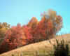 Red Maples.jpg (149413 bytes)