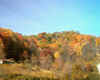 TreesSun.jpg (129542 bytes)