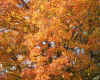 WVa Orange Tree.jpg (229026 bytes)