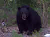 bear29.jpg (64229 bytes)