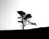 lonely tree silhouette.jpg (53591 bytes)