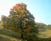trees.jpg (119038 bytes)
