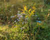 wildflowers4.jpg (212923 bytes)