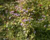 wildflowers5.jpg (222768 bytes)